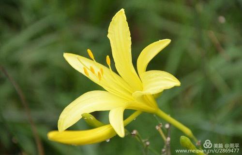 欣赏黄花菜园,学习掌握更多与《黄花》有关的知识文献.