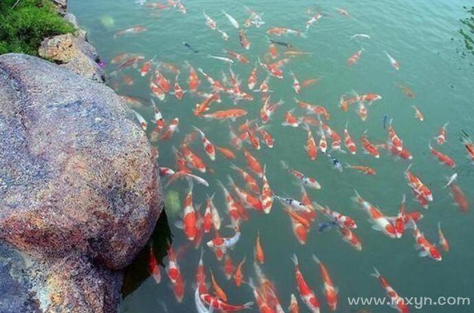 梦境捕鱼，双鲤与群小鱼的寓言与心灵启示