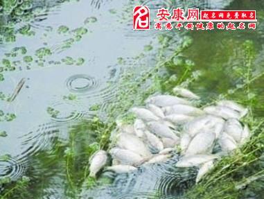 梦见死鱼在水里什么意思,梦见死鱼在水里怎么回事