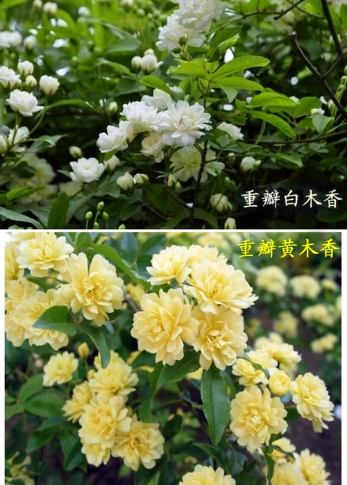 白黄木香花苗盆栽香味绿植攀援花卉七里香庭院阳台爬藤植物 浓香