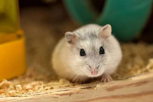 布丁鼠的胆子很小,和它培养感情需要很长时间,所以在饲养布丁鼠时要有