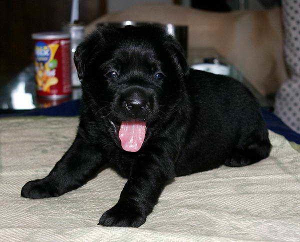 高品质拉布拉多幼犬出售,黑色母狗