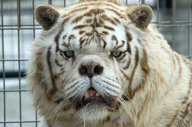 白老虎肯尼并非串种,因其父母近亲繁殖,导致它长相丑陋变形,乍一看像