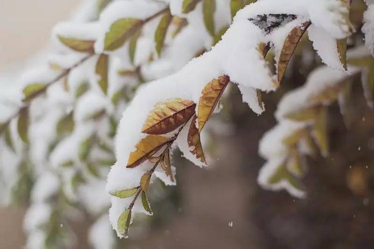 梦到下雪是什么意思