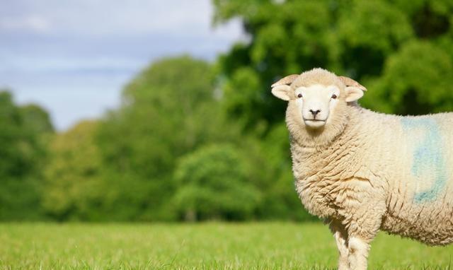 什么生肖的孩子有属羊的父母最好?