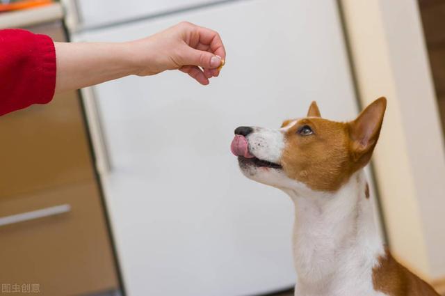 不会汪汪叫的狗,号称哑巴犬,你见过吗?