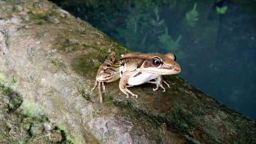 请问下种蛙的名字叫什么?