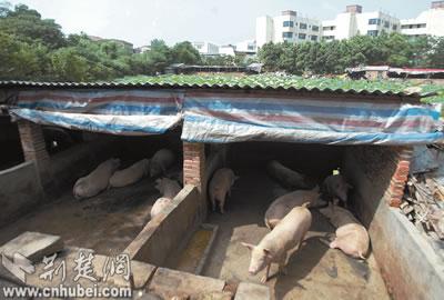 女生寝室旁猪圈一行行 臭水漫溢扰香闺 (图)