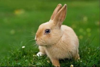 属兔人2023年全年运势完整版今年属兔的财运和运气如何2023