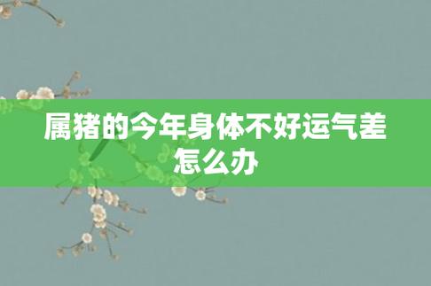 属猪的今年身体不好运气差怎么办