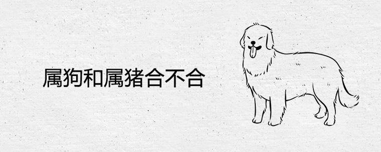 属狗和属猪合不合