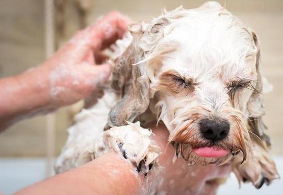 狗洗澡(给狗狗洗澡,在家给狗狗洗澡的5个步骤(狗狗洗澡前)