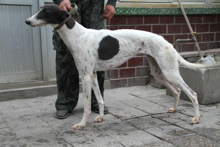 p>格力犬又名灵缇(greyhound),原产于中东地区.