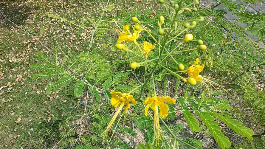 如图所示,在珠海的街道绿化带,有一种开黄花的植物,求花名?