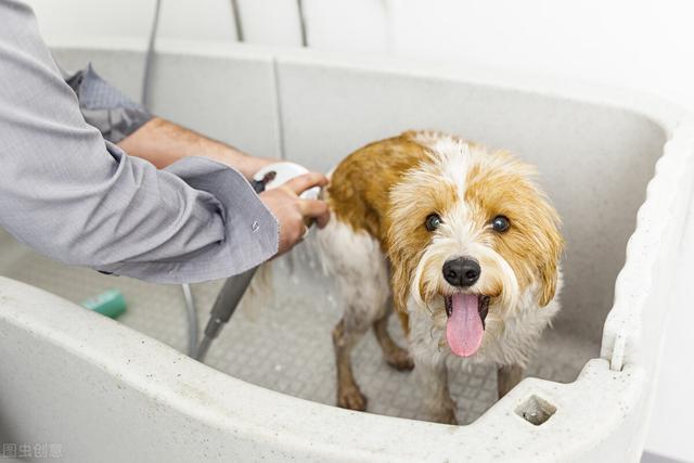 知识分享你应该多久给你的狗洗澡