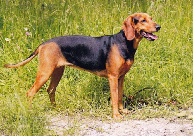 百科塞尔维亚猎犬巴尔干半岛的宝藏猎犬