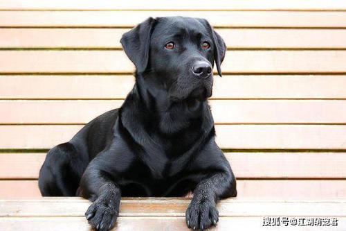 原创为什么越来越少人养黑狗?背后的6个原因,让人心酸