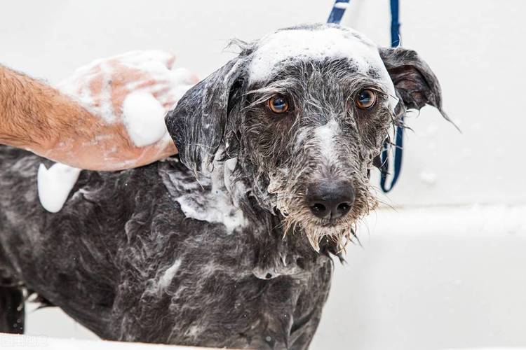 多久给狗洗澡用清水给狗洗澡可以吗
