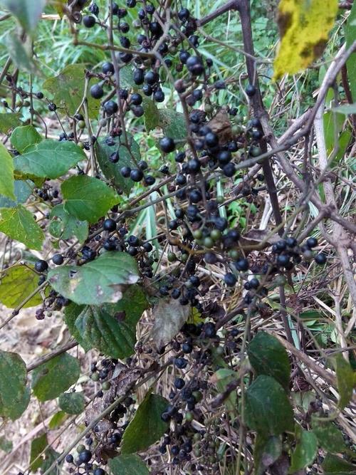 请问这种黑色果实的野生植物叫什么名字